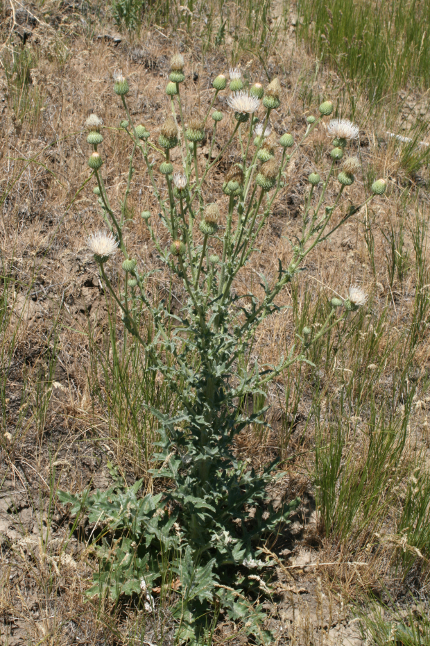Utah Thistle (Cirsium utahense)